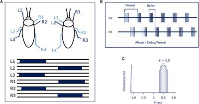 On the Role of the Head Ganglia in Posture and Walking in Insects